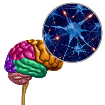 Brain Lobe Active Neurons Stock Illustration
