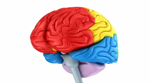 Brain lobes in different colors isolated on white Stock Footage 55578795