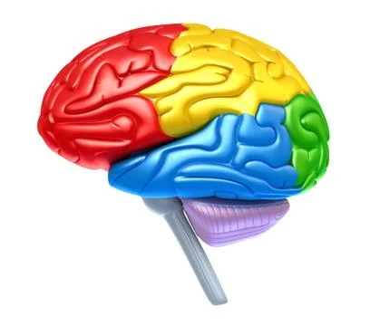 Brain lobes in different colors isolated on white Ilustração Stock