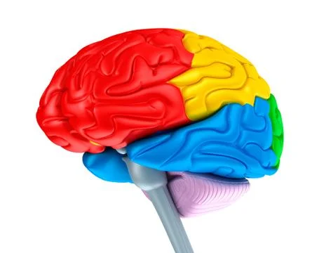 Brain lobes in different colors. Isolated on white. Stock Illustration