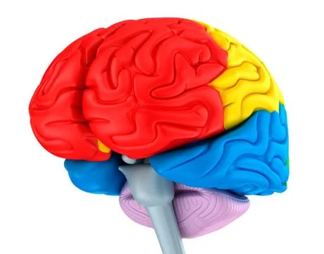 Brain lobes in different colors. Isolated on white. Stock Illustration