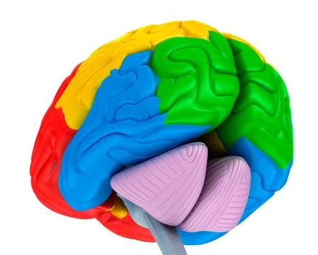Brain lobes in different colors isolated on white . Medical accurate 3D ill.. Stock Illustration