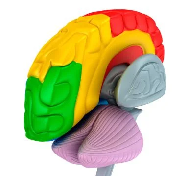 Brain lobes in different colors isolated on white . Medical accurate 3D ill.. Illustrazione stock