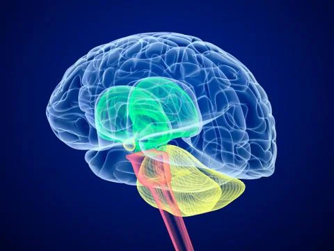 Brain lobes in different colors. X-Ray view. Stock Illustration