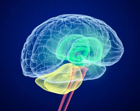 Brain lobes in different colors. X-Ray view. Stock Illustration