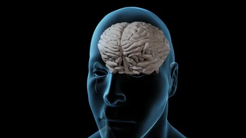 Brain Lobes Stock Footage 122177141