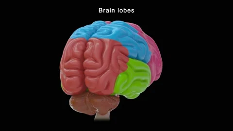Brain Lobes Stock Footage 162819549