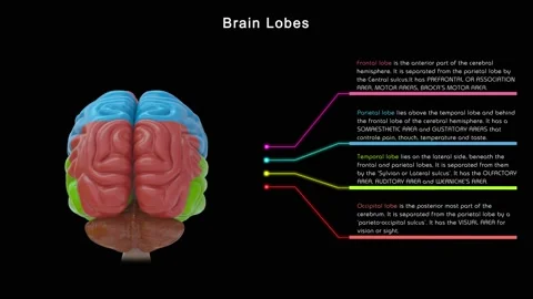 Brain lobes  Stock Footage 162819569