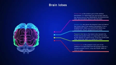 Brain Lobes  Stock Footage 162819573