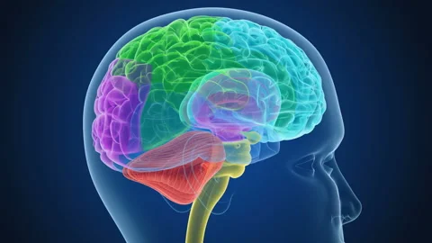 Brain lobes in head , transparent x-ray view . Animation 스톡 동영상 89565989