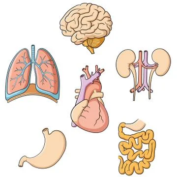 Brain Lungs Heart Kidney Stomach Intestines Stock Illustration