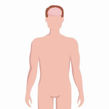 Brain on man body silhouette vector medical illustration isolated on white Stock Illustration