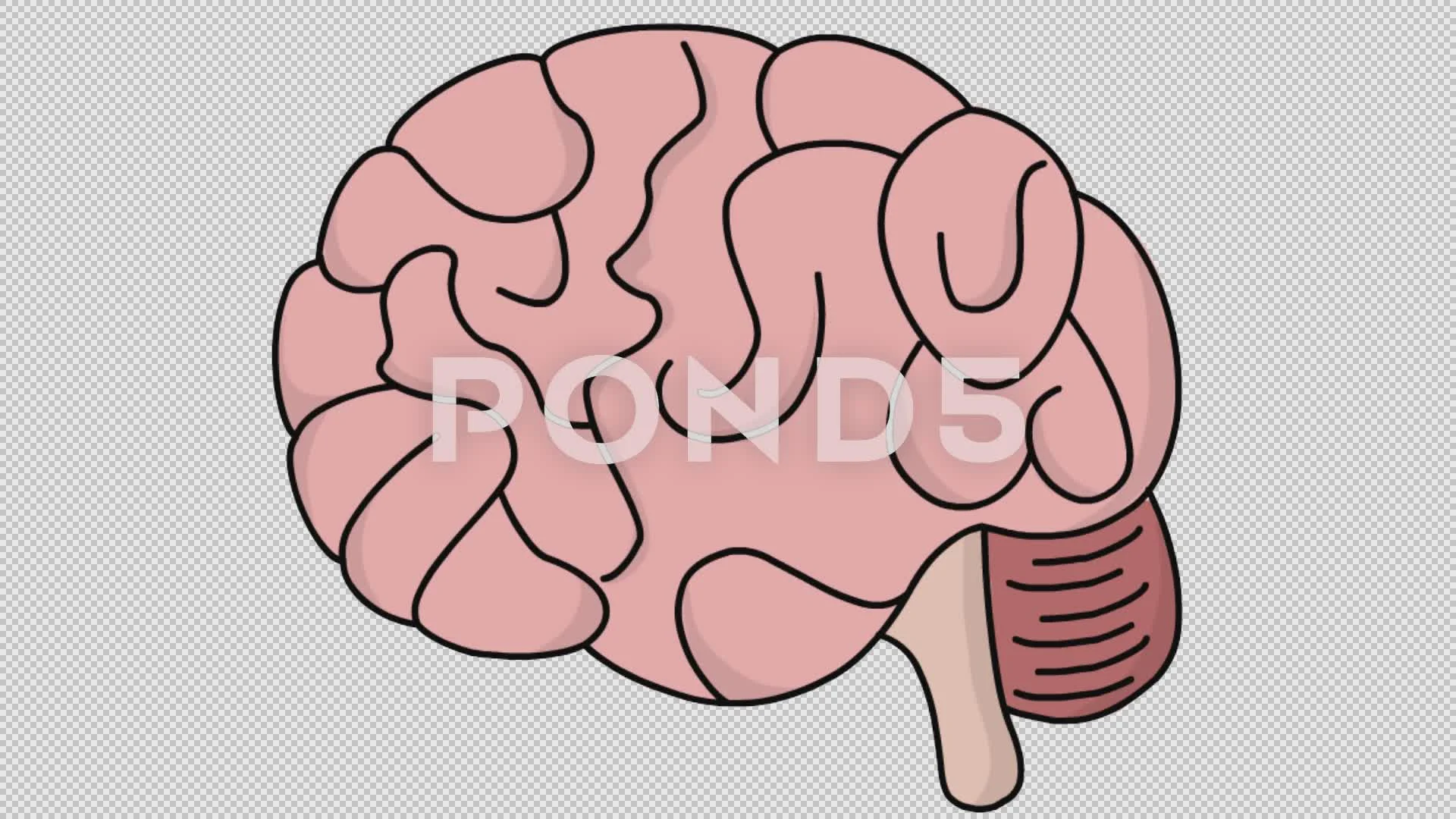 Health Medicine Animated Clipart-brain animated