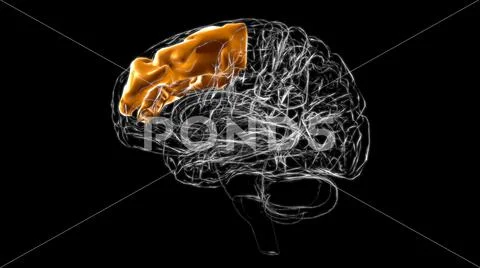 Brain middle frontal gyrus Anatomy For Medical Concept 3D: Royalty Free ...