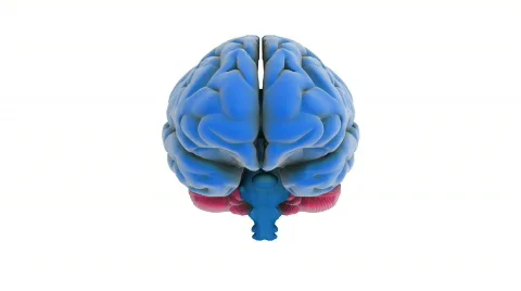 Brain model Stock Footage