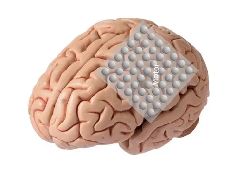 Brain model with graphic of electrode recording covering motor cortex Stock Photos