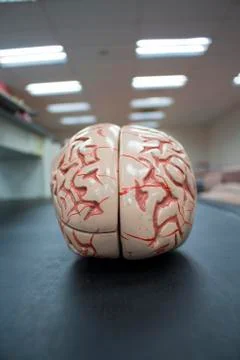 Brain model isolated inside laboratory. Stock Photos