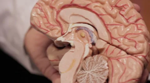Brain Model Stem Pan 스톡 동영상 60369204