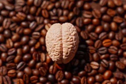Brain Model Surrounded by Coffee Beans Stock-Fotos