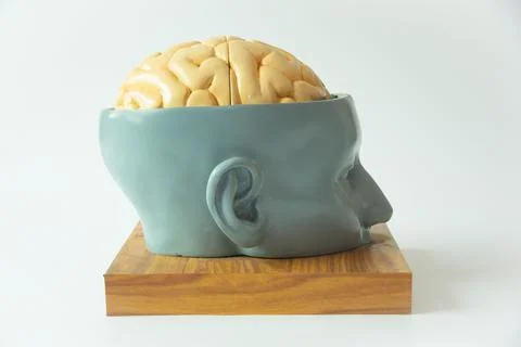 Brain model on white background Stock Photos