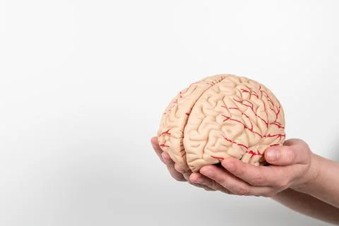 Brain model in a woman's hands on a white background. Copy space Stock Photos