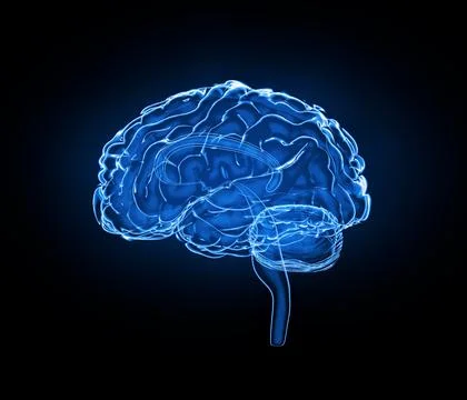 Brain model x-ray look isolated on black background, side view Stock Illustration