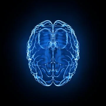 Brain model x-ray look isolated on black background, top view Stock Illustration