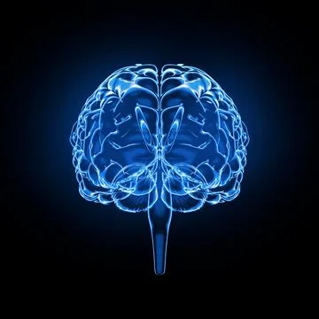 Brain model x-ray look isolated on black background, front view Stock Illustration