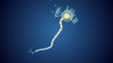 Brain Neuron Electrical Signal Transmission Vídeos de archivo 325877726