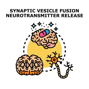 Brain neuron processing neurotransmitter release concept Stock Illustration