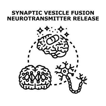 Brain neuron processing neurotransmitter release concept Stock Illustration