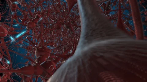 Brain Neurons network or Neural Net With Firing Synapses Stock Footage 114257752