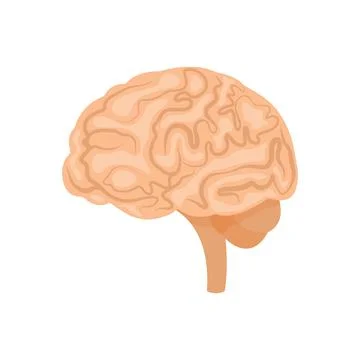 Brain or mind side view line art color vector icon for medical apps and websi Stock Illustration