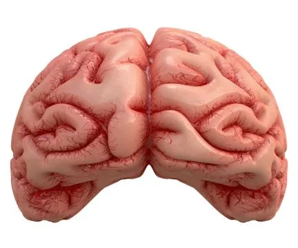 Brain Over White Stock Illustration
