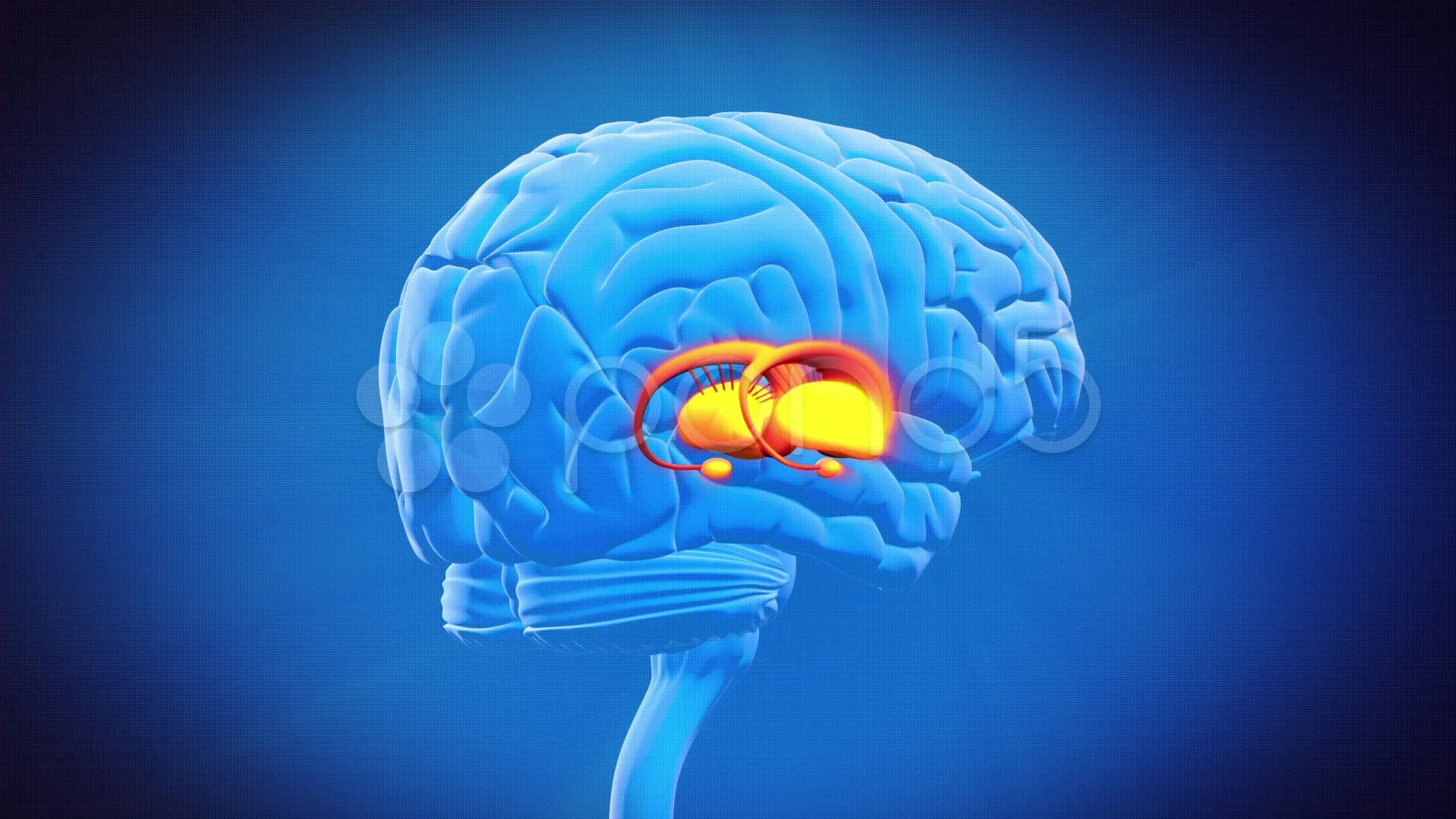 1 brain for 2. Лимбическая система мозга. Гиппокамп лимбическая система. Гипоталамус таламус гиппокамп. Лимбическая система 3d.