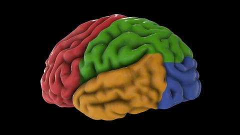 Brain Part Stock Footage 124242742