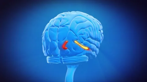 Brain part - HIPPOCAMPUS Stock Footage 20467217