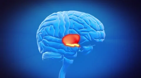 Brain part - THALAMUS Stock Footage 20467127