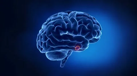 Brain parts explanation Stock Footage