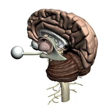 Brain parts - isometric back view 스톡 일러스트