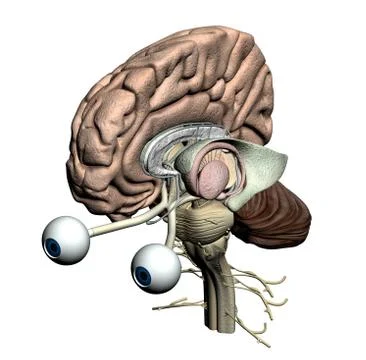 human brain front illustration