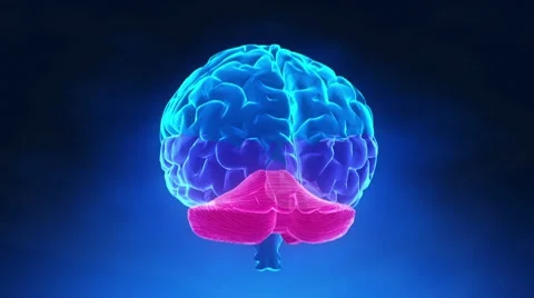 Brain parts in x-ray view Stock Footage