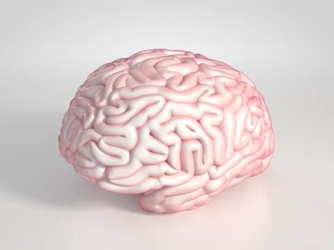 Brain Stock Photos