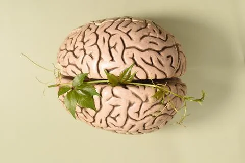 Brain Stock Photos