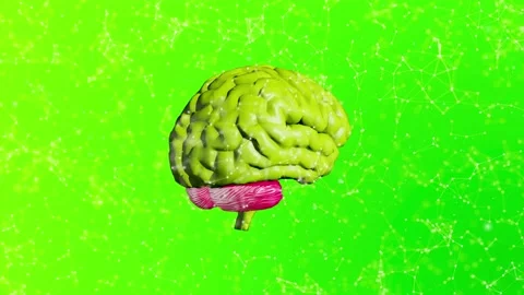 Brain Plexus Video stock 154310731
