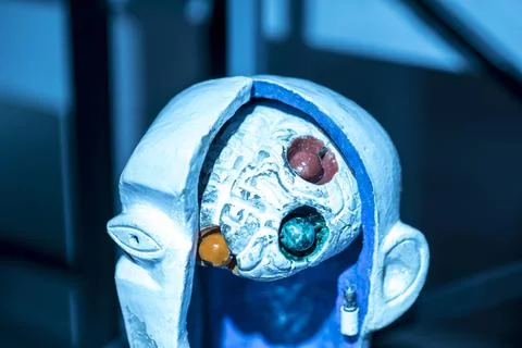 Brain points inside head Stock Photos