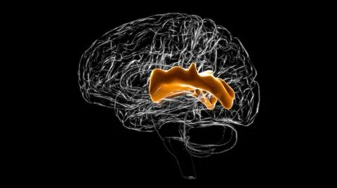 Brain Posterior part of right superior temporal gyrus Anatomy For Medical Con 库存插图
