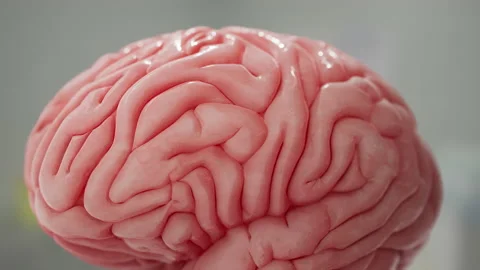 Brain Realistic 3D Rotation 1 Видео 130206076