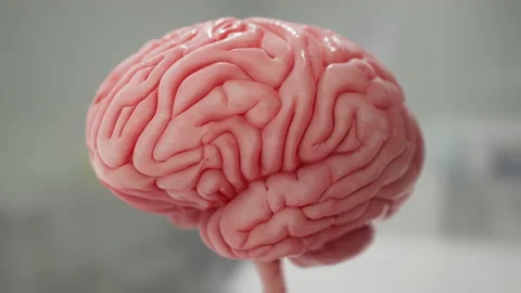 Brain Realistic 3D Rotation 2 Видео 130206091