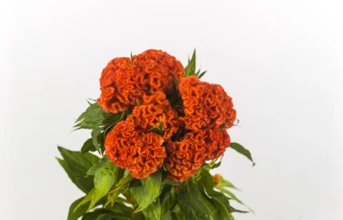 Brain red celosia with background bench, isolated Stock Photos